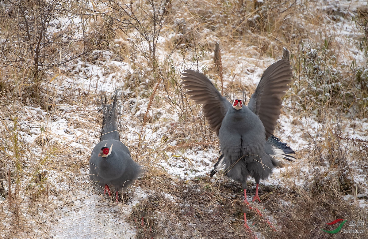 DSC_4665-1.jpg