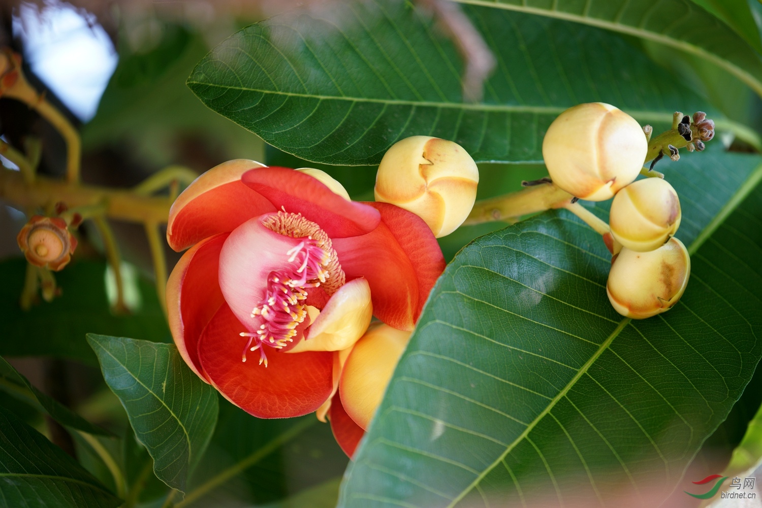 菩提花