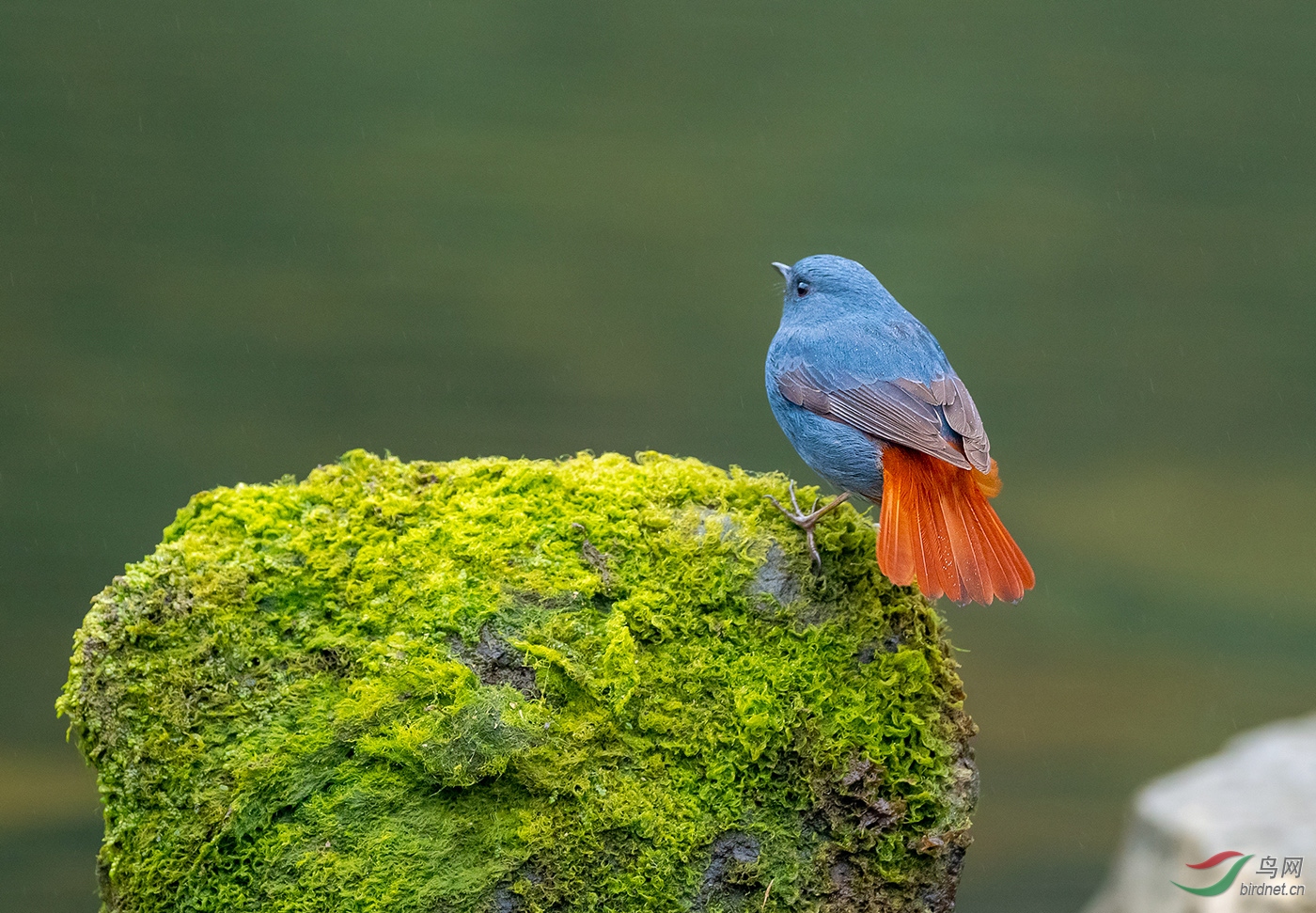 红尾水鸲 - 林鸟版 鸟网