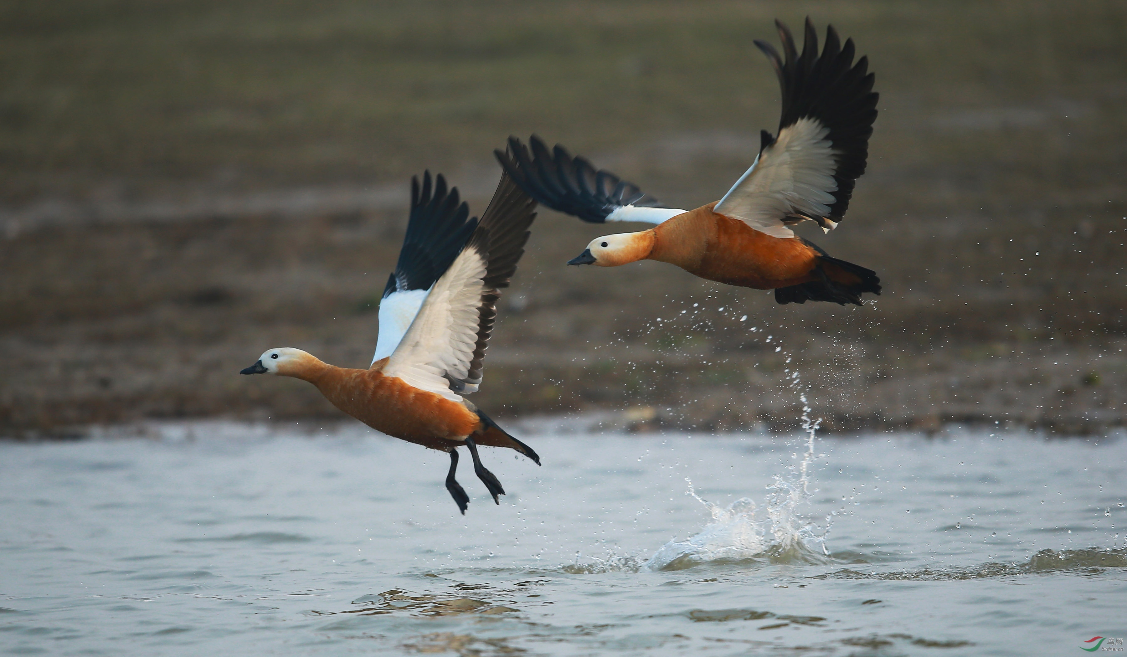 麻鸭双双把家还