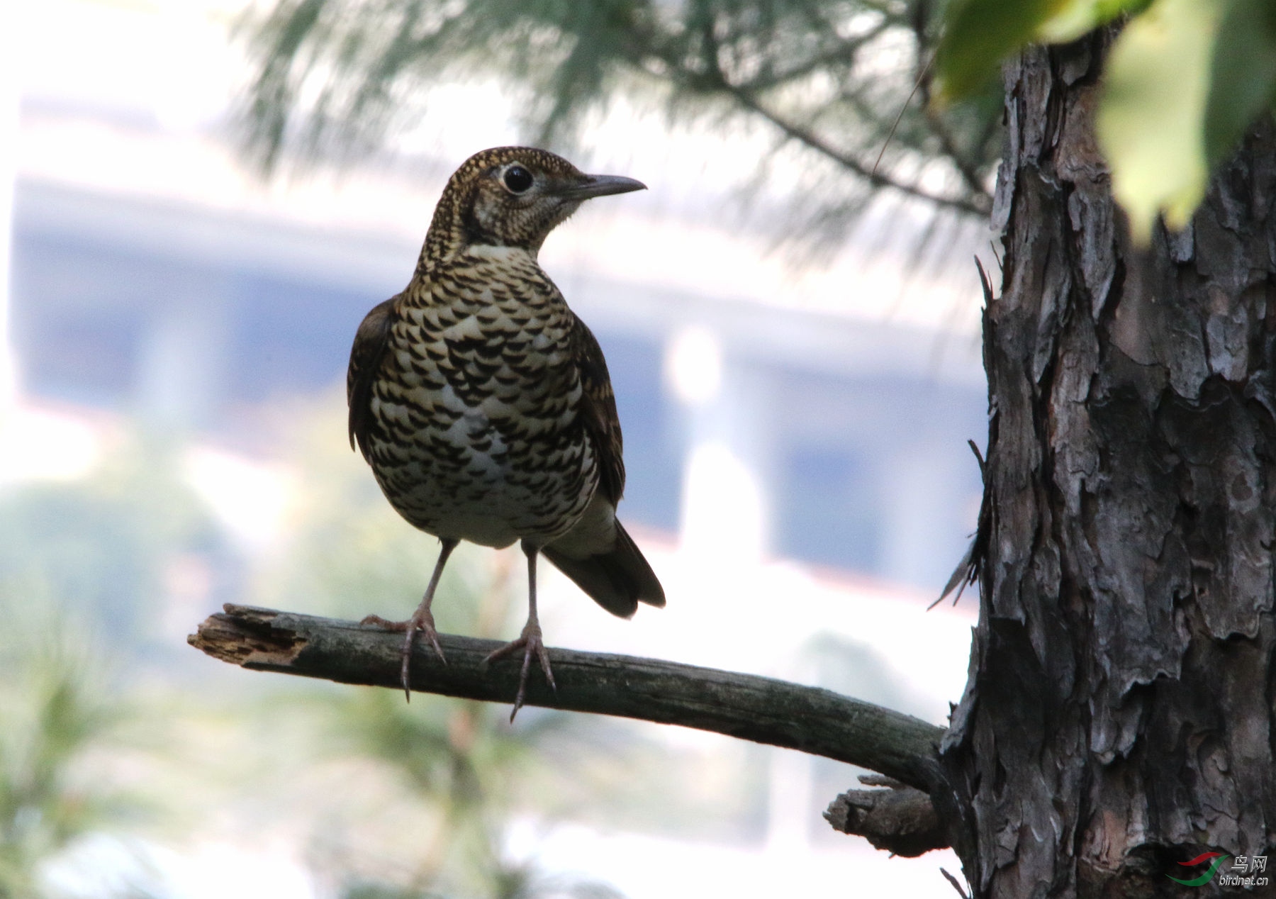 拍鸟新收获--虎斑地鸫
