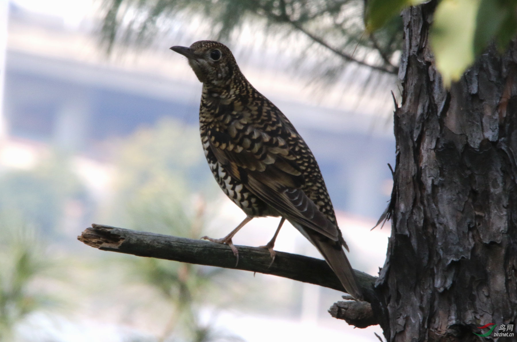 拍鸟新收获--虎斑地鸫
