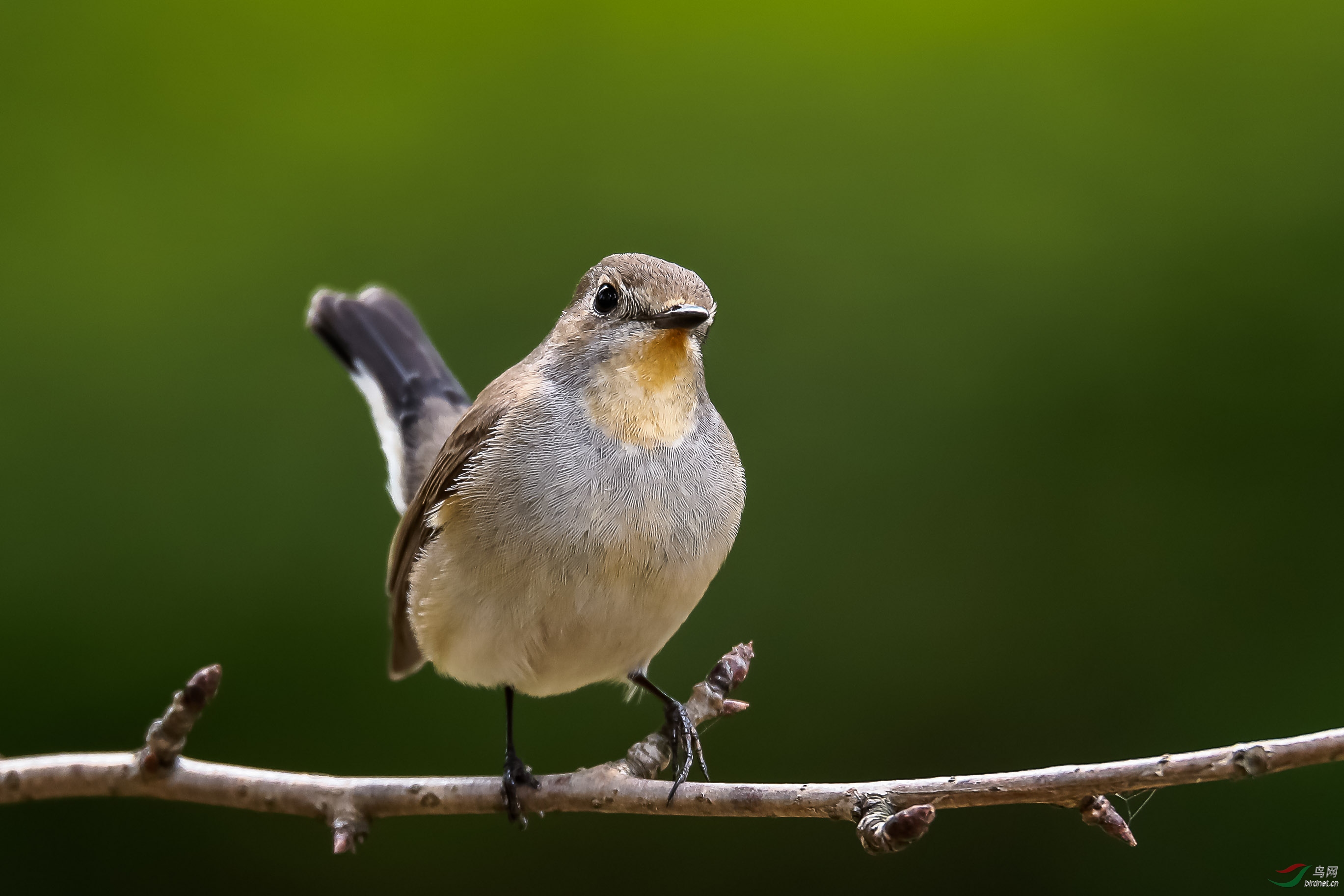 一只菜鸟加一支柴枝