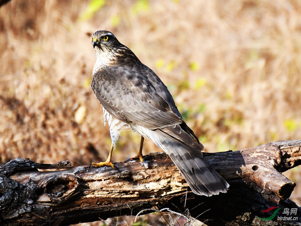 鹰- 台湾版 taiwan 鸟网