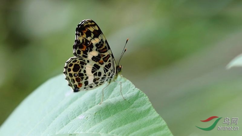 _2019012115201083 (11).jpg