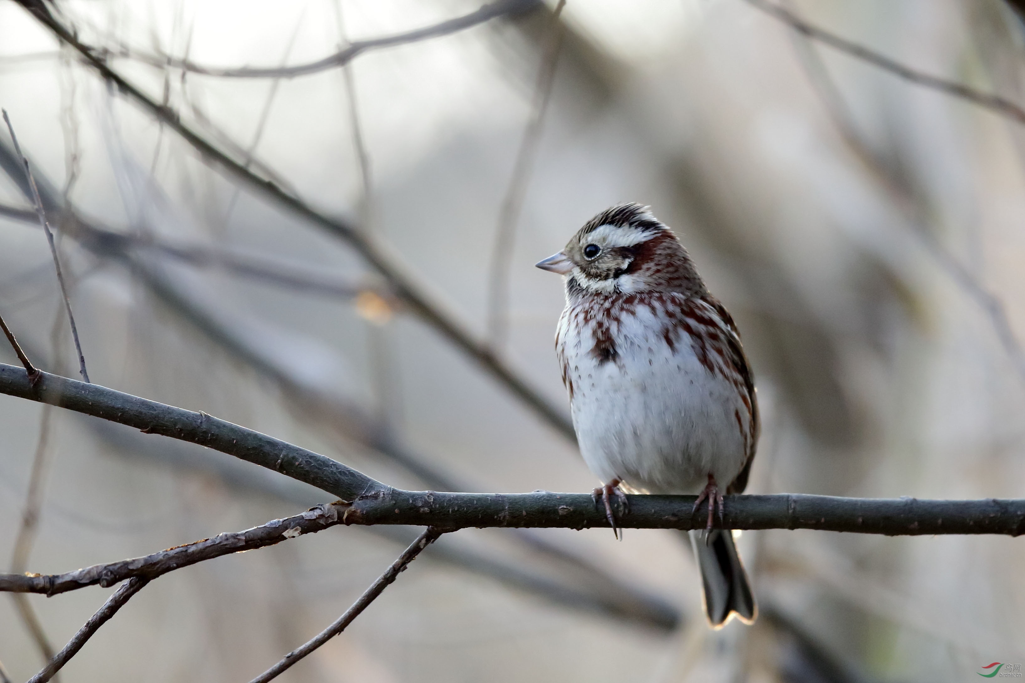 新手拍田鹀 - 林鸟版 鸟网