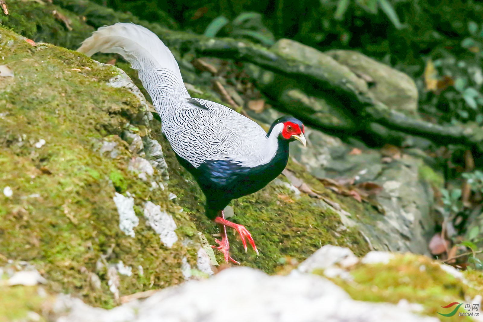 白鹇- 西藏版 xizang 鸟网