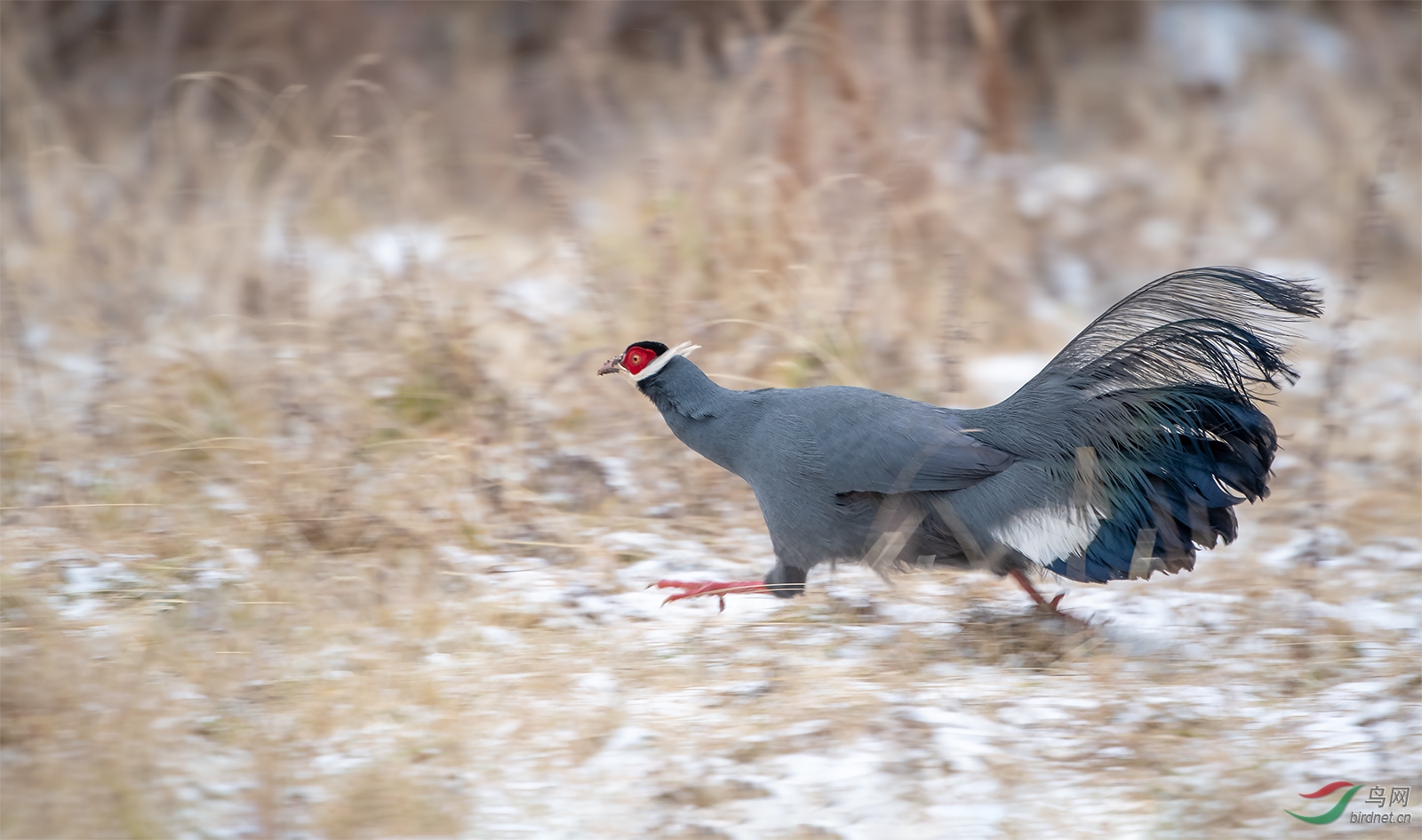 DSC_4815-1.jpg