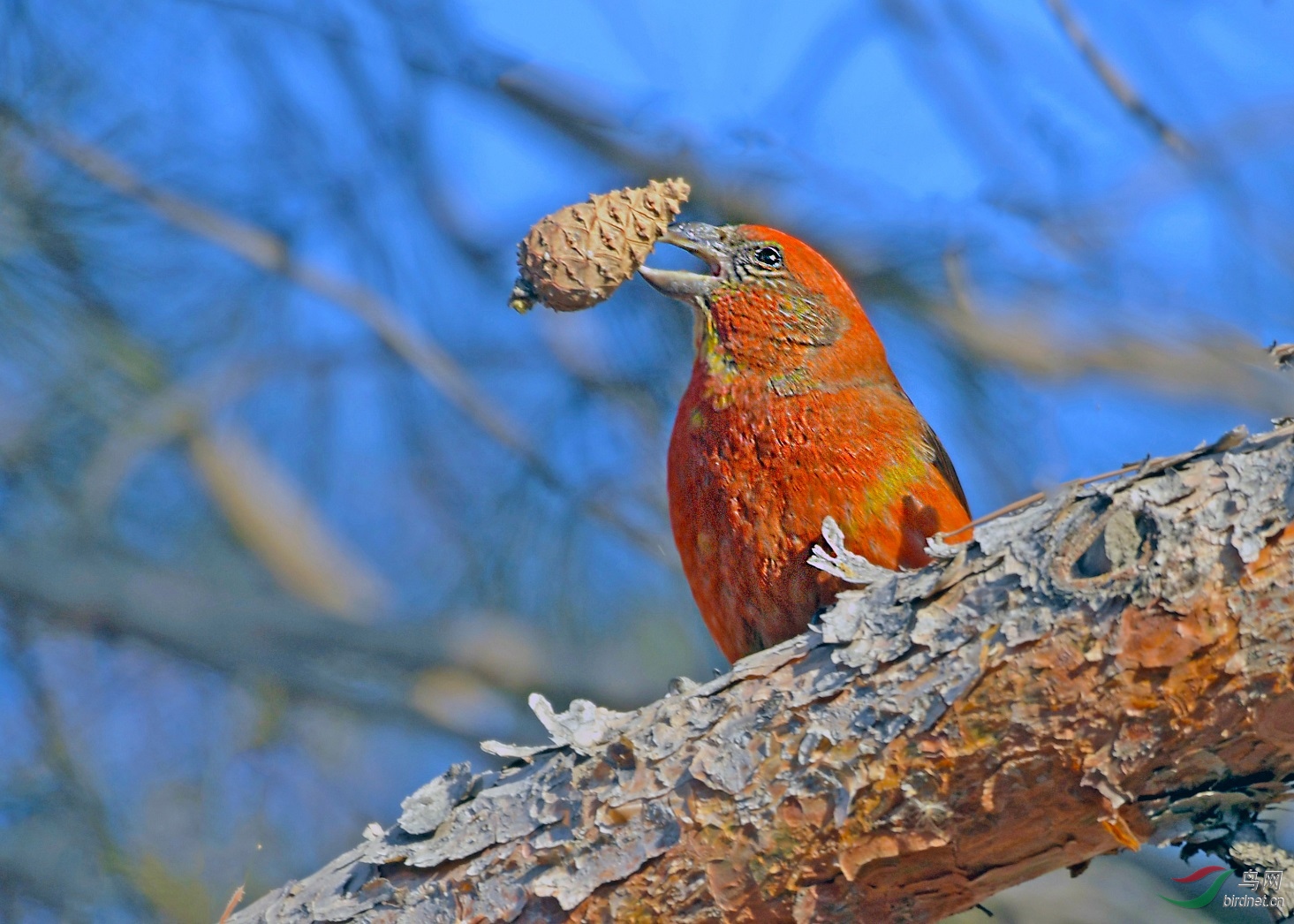交嘴雀 - 林鸟版 鸟网