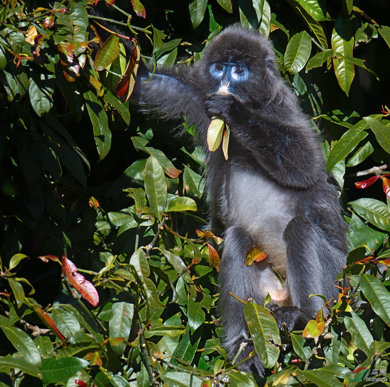 即将分娩的菲氏叶猴