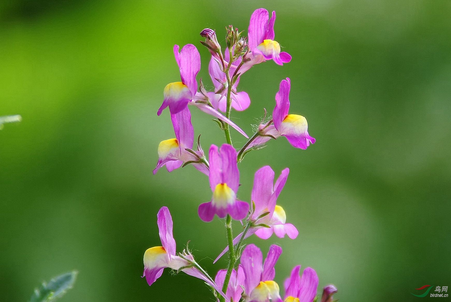 小草花