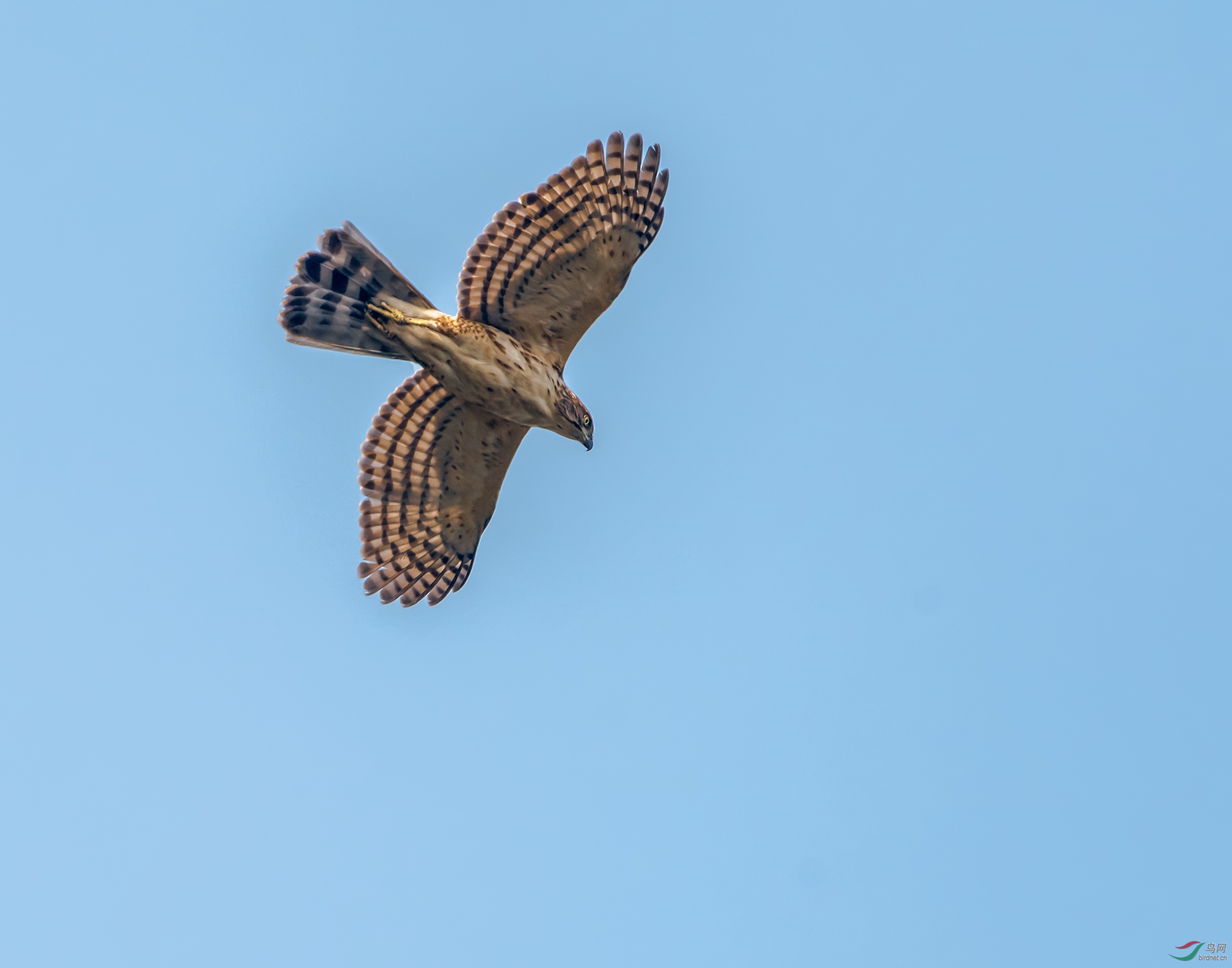 凤头鹰 - 内蒙古版 neimenggu 鸟网
