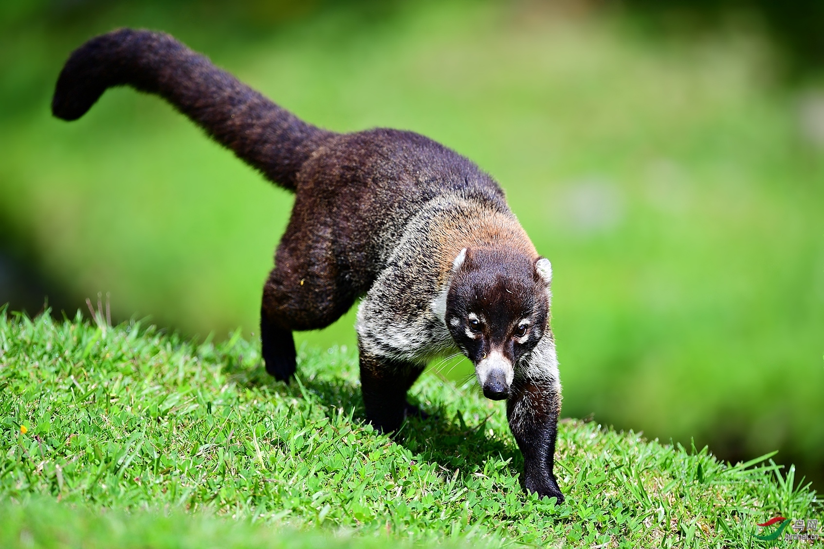 草木谷子老师作品----白鼻浣熊  荣获2019年1月29日  动物精华!jpg