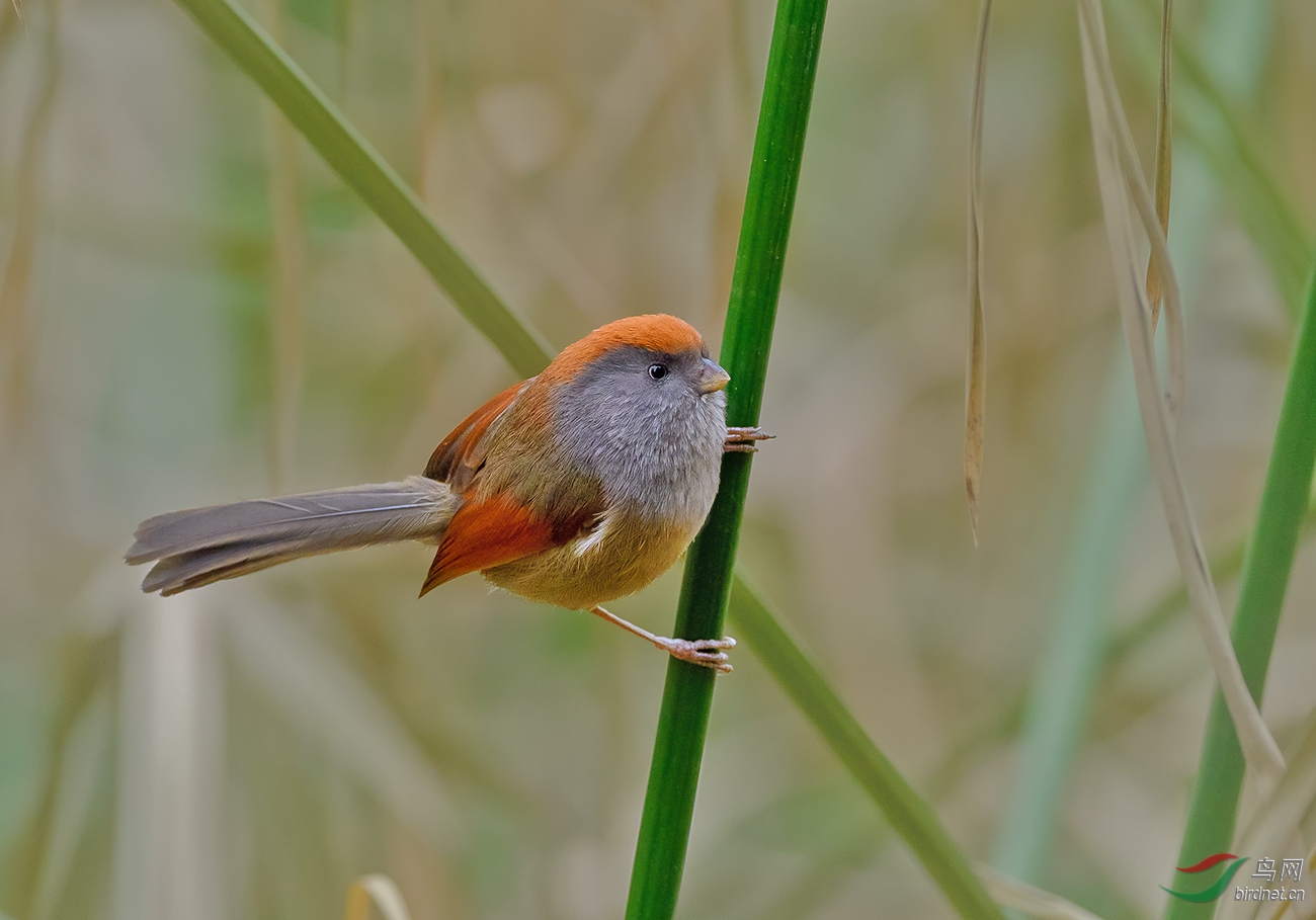 萌萌的灰喉鸦雀 - vip版 鸟网