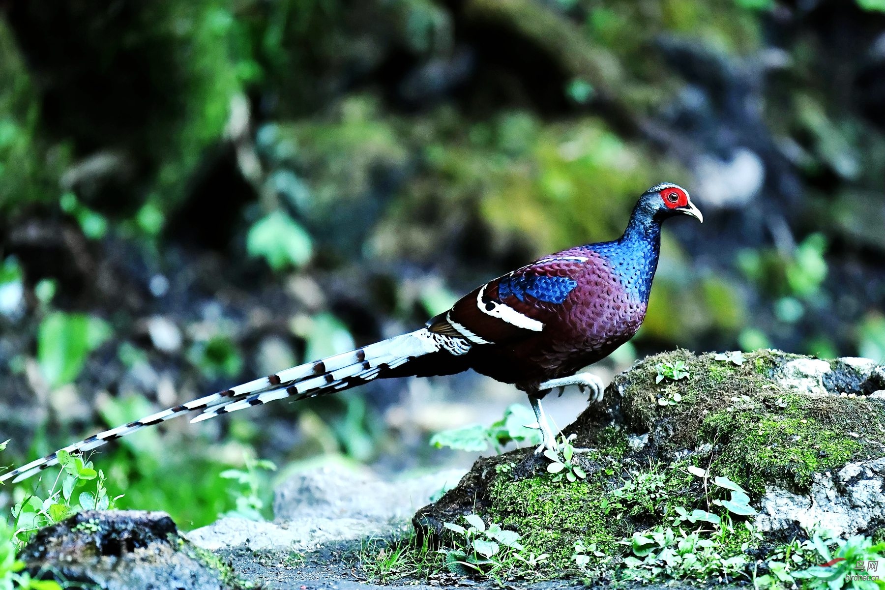 黑颈长尾雉