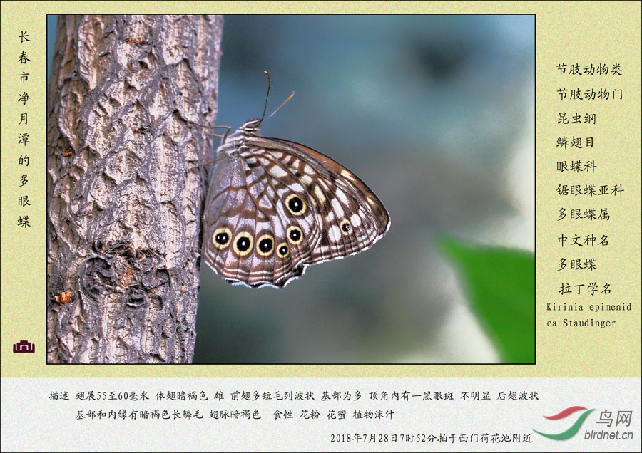 节肢动物系列 多眼蝶