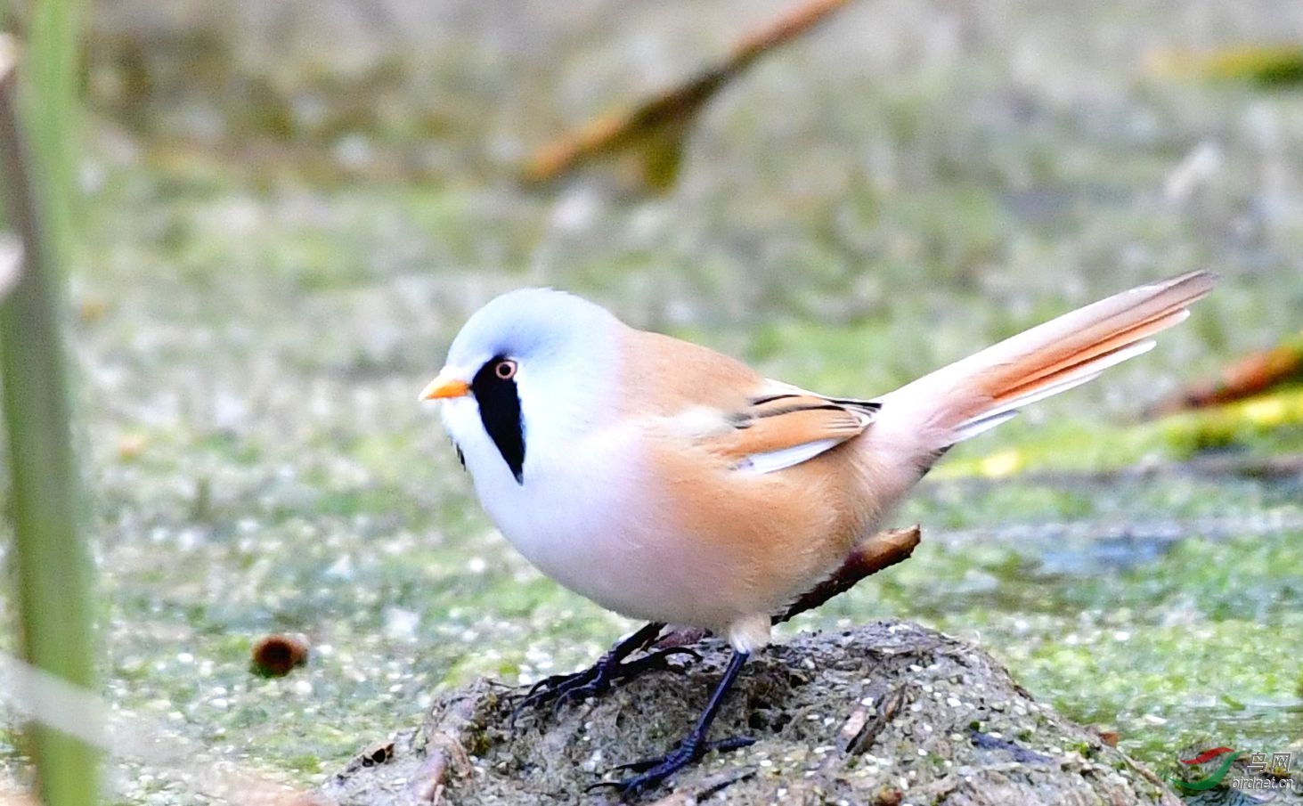 DSC_2822_����.jpg