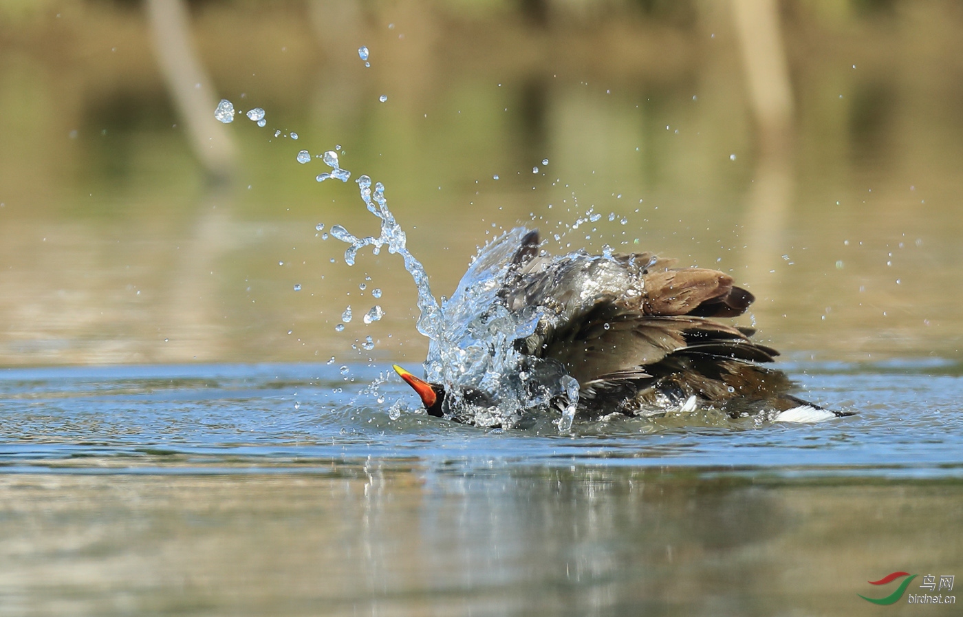 《黑水鸡洗澡》