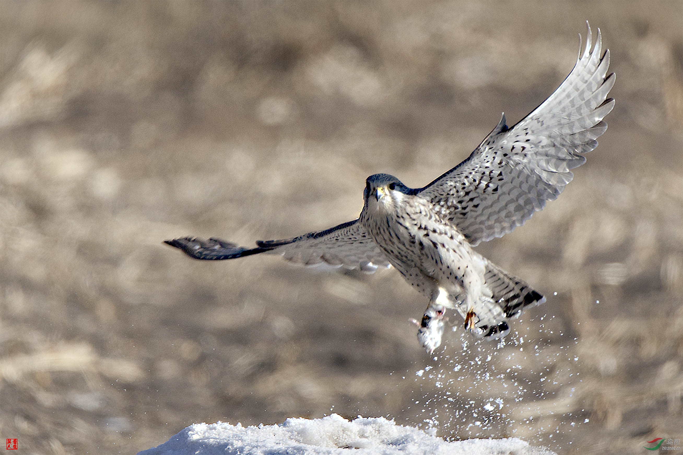 ��������ǰ�ڡ���