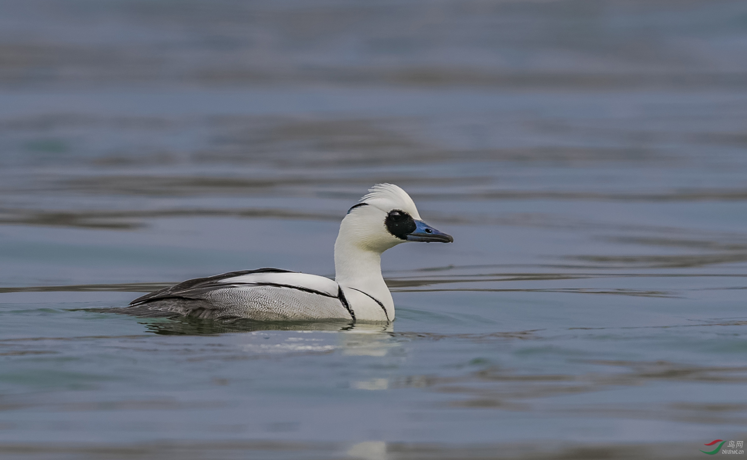 白秋沙鸭又叫斑头秋沙鸭俗称熊猫鸭六张