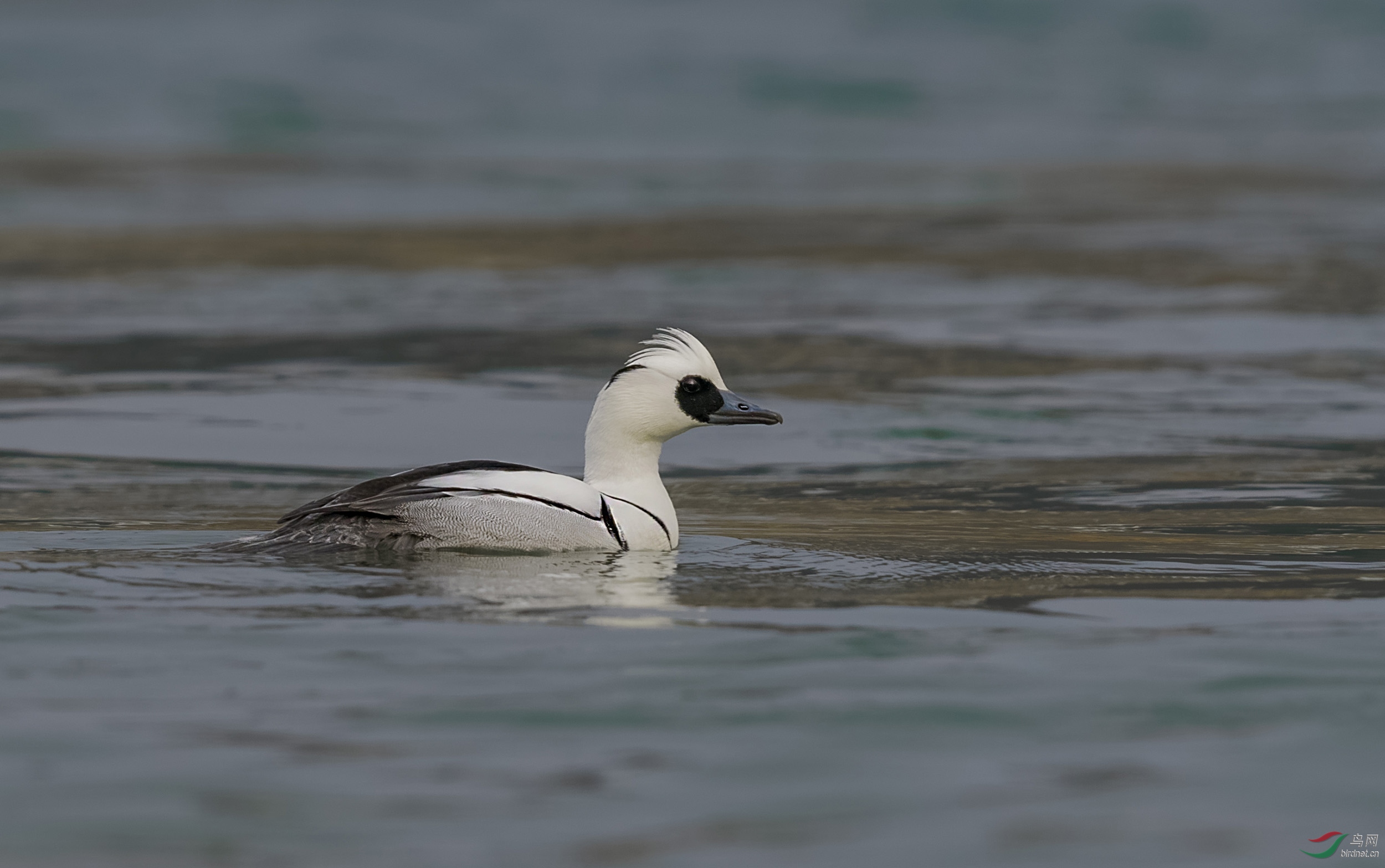 白秋沙鸭又叫斑头秋沙鸭俗称熊猫鸭六张