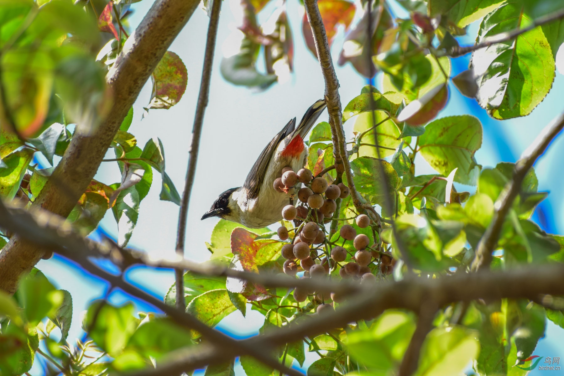 DSC_3998-2.jpg