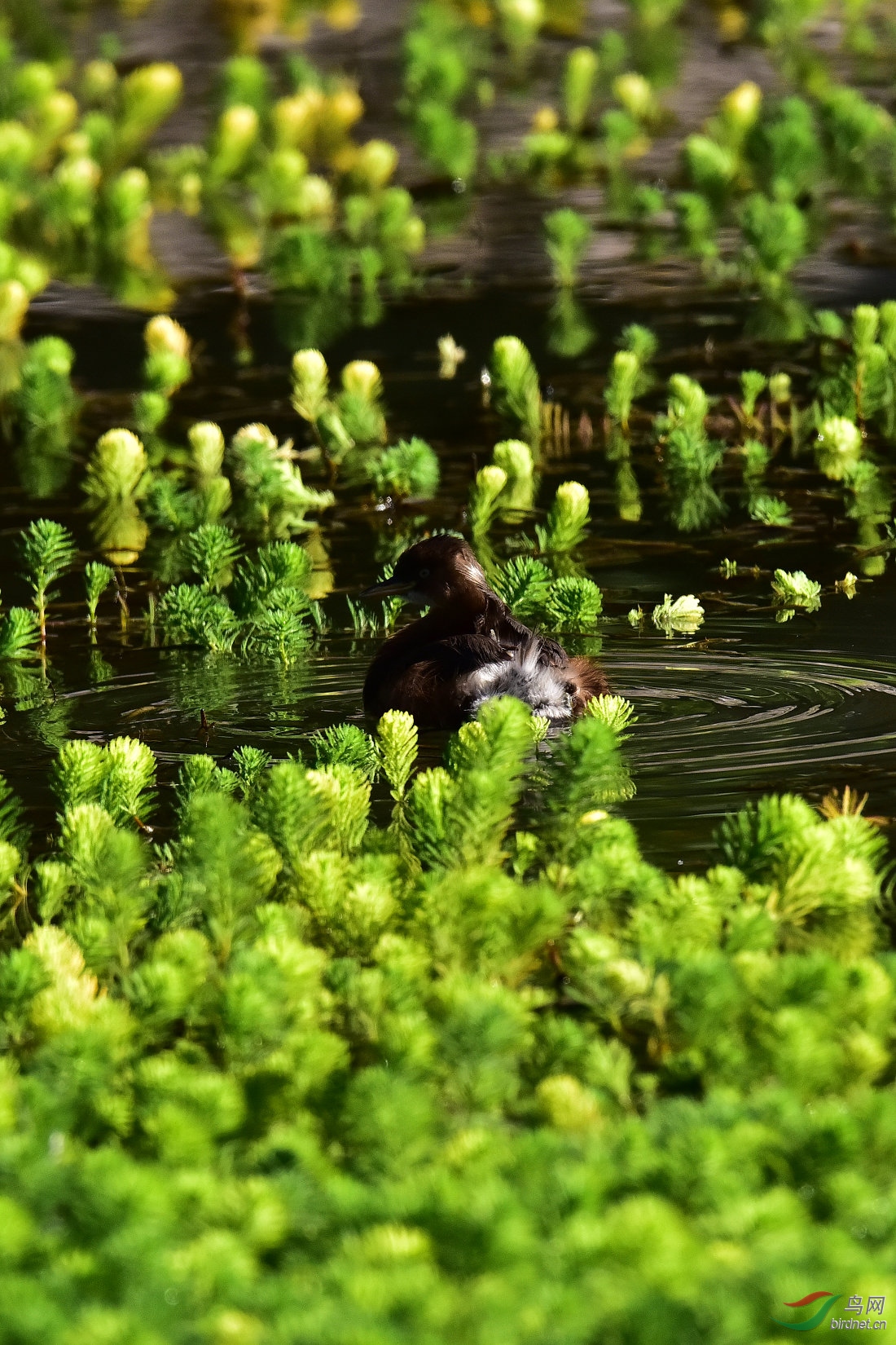DSC_0612.JPG