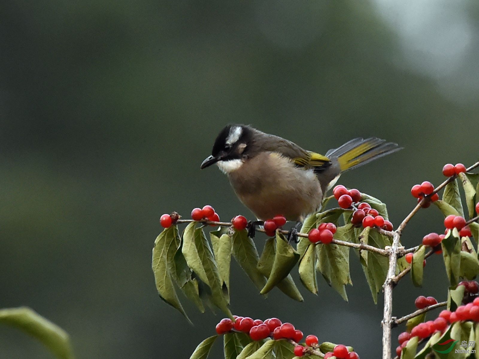 白头鹎 - 海南版 hainan 鸟网