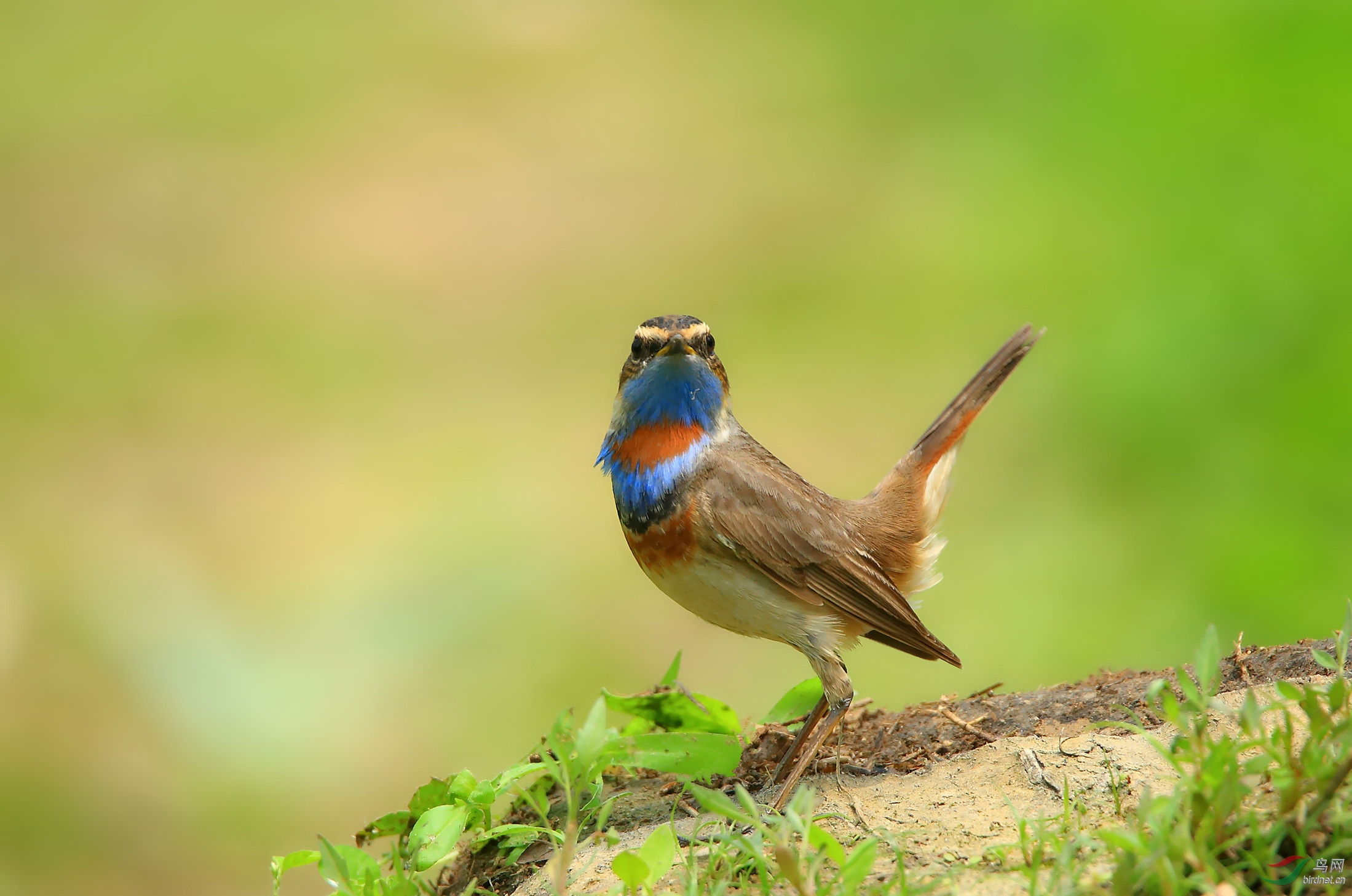 蓝喉歌鸲雌鸟图片