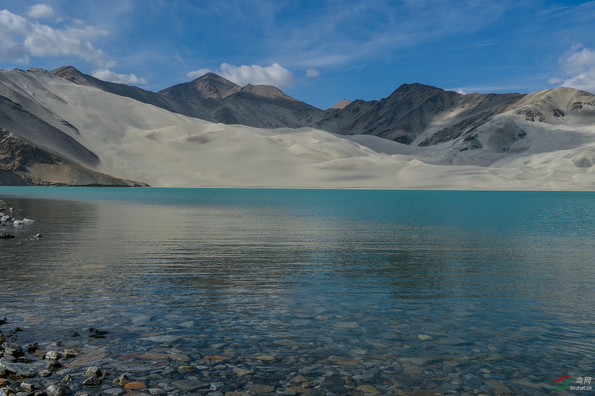新疆白沙湖 - 山西版 shanxi 鸟网