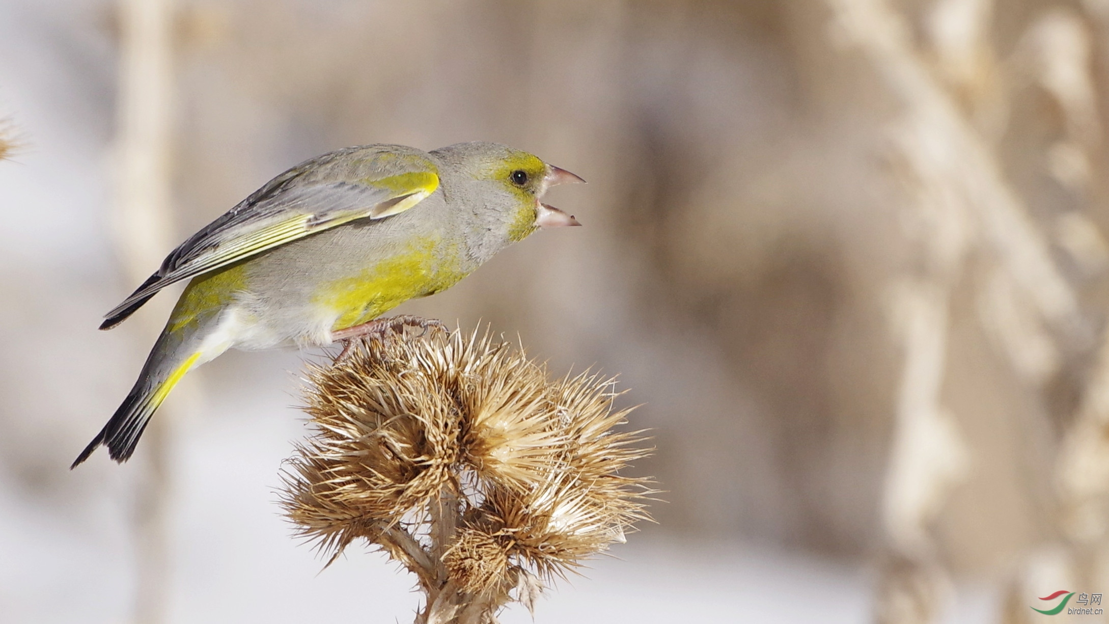 欧金翅雀的苦日子