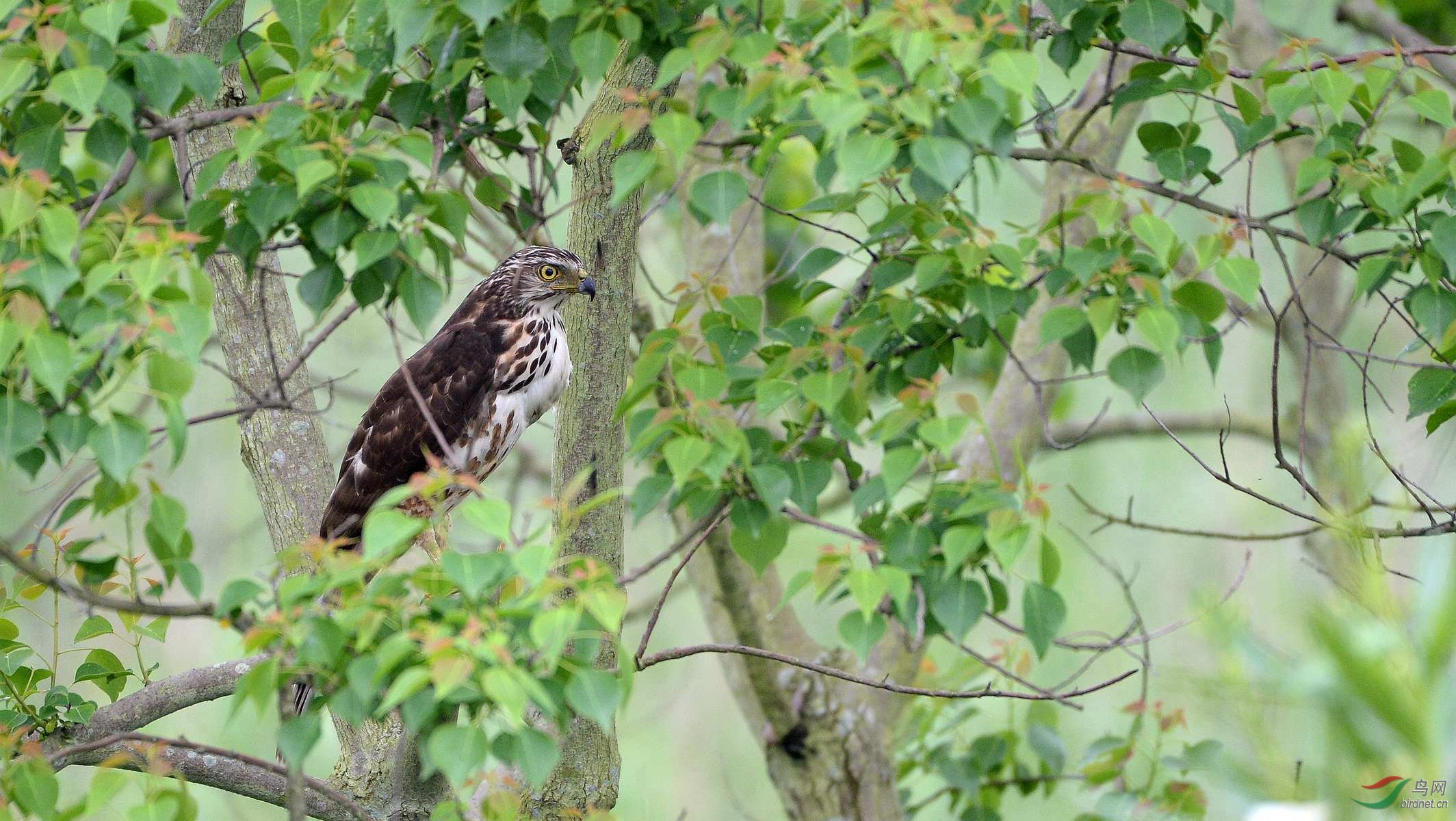 树上一只风头鹰