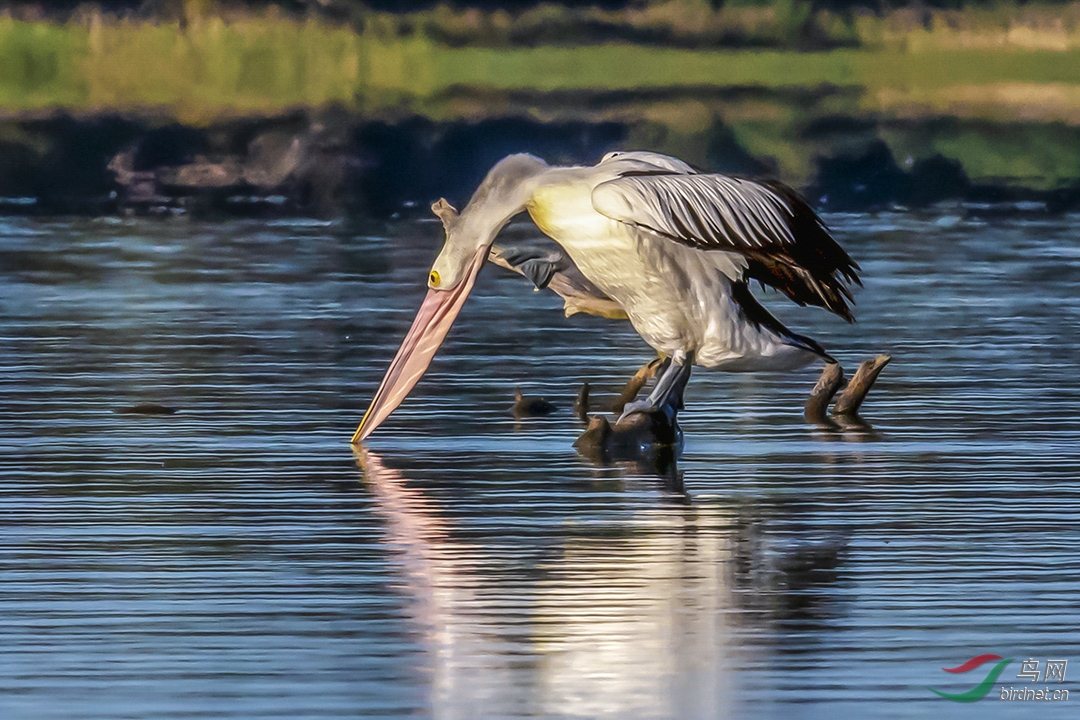 �����ڰ���Burrumbeet����