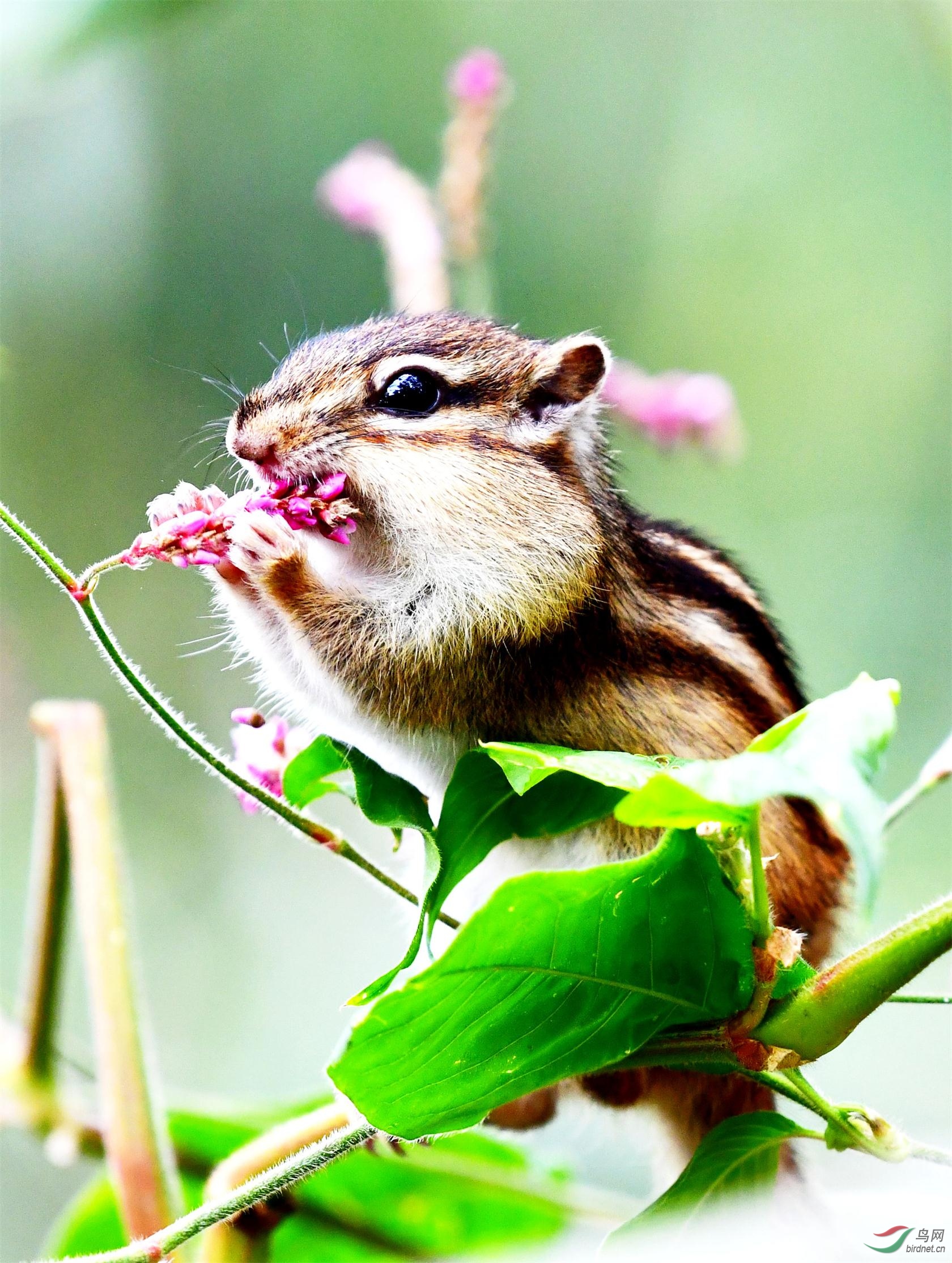 花栗鼠