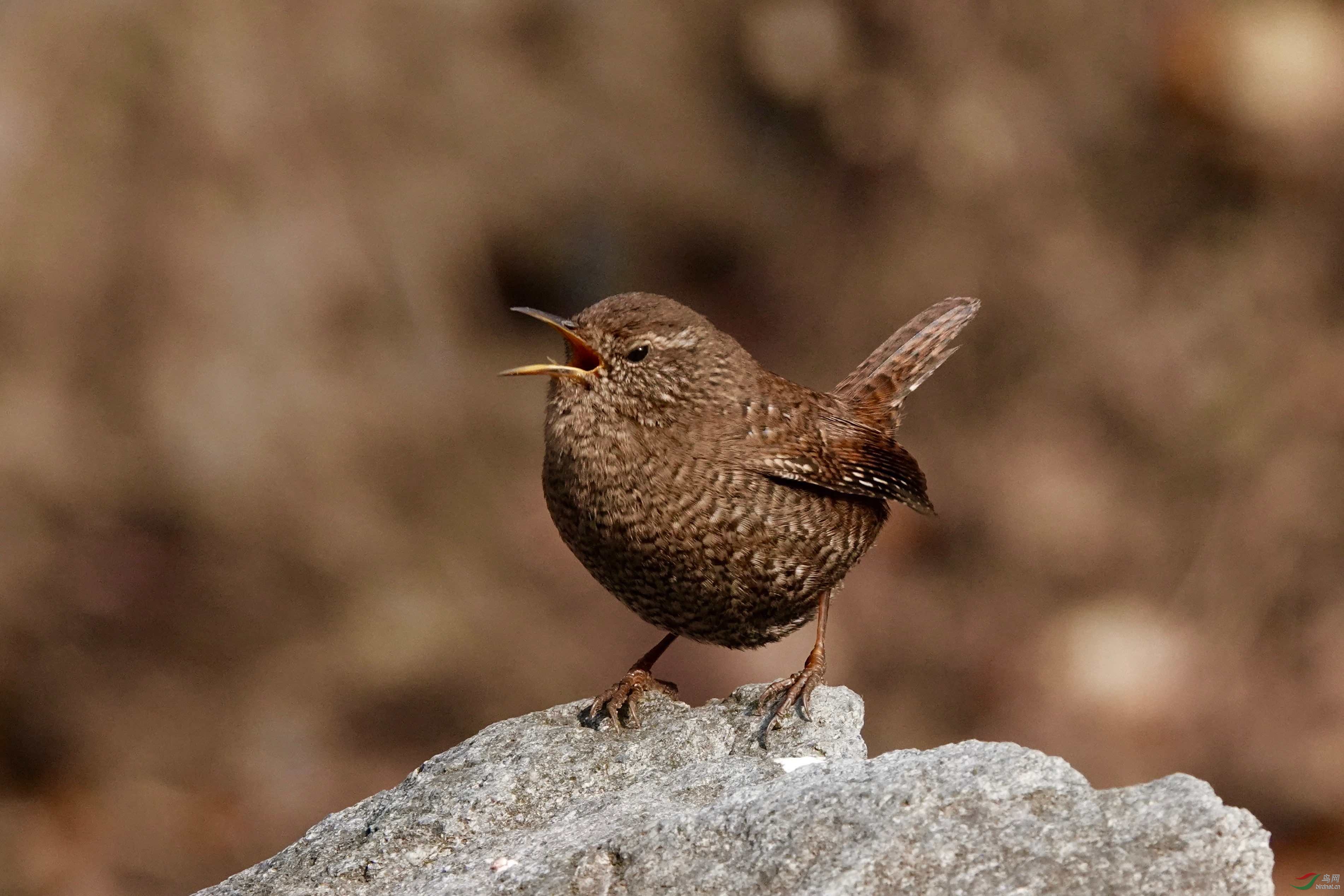 爱唱歌的小鹪鹩