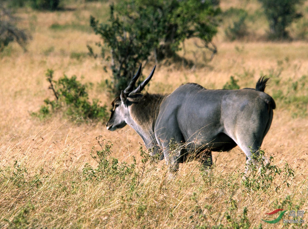 非洲野生动物科普:24【非洲巨羚【体型最大羚羊】二】