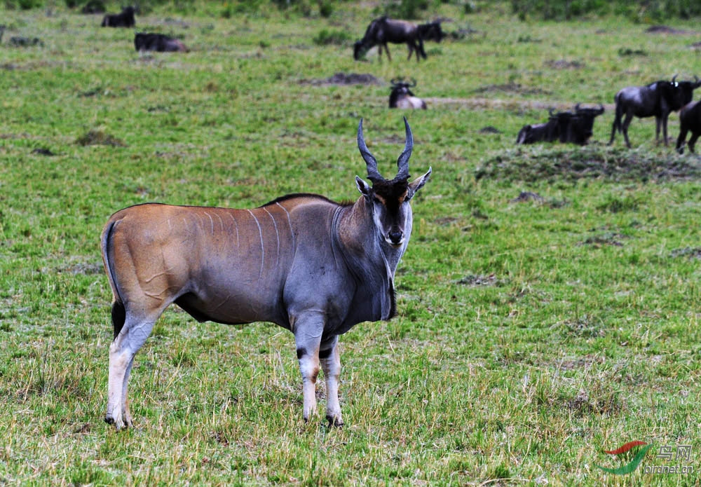 非洲野生动物科普:24【非洲巨羚【体型最大羚羊】二】