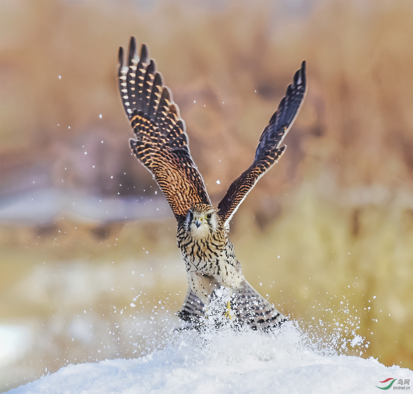 ����ѩ����