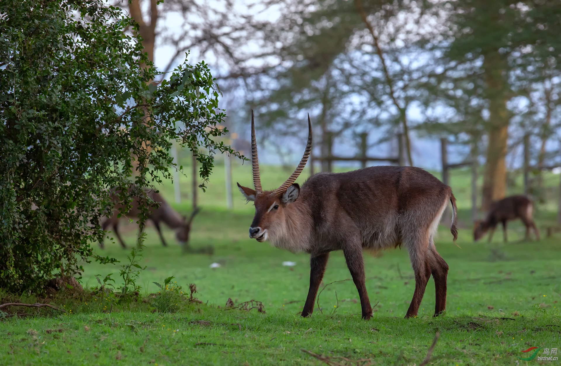水羚羊(祝贺荣获首页动物精华)