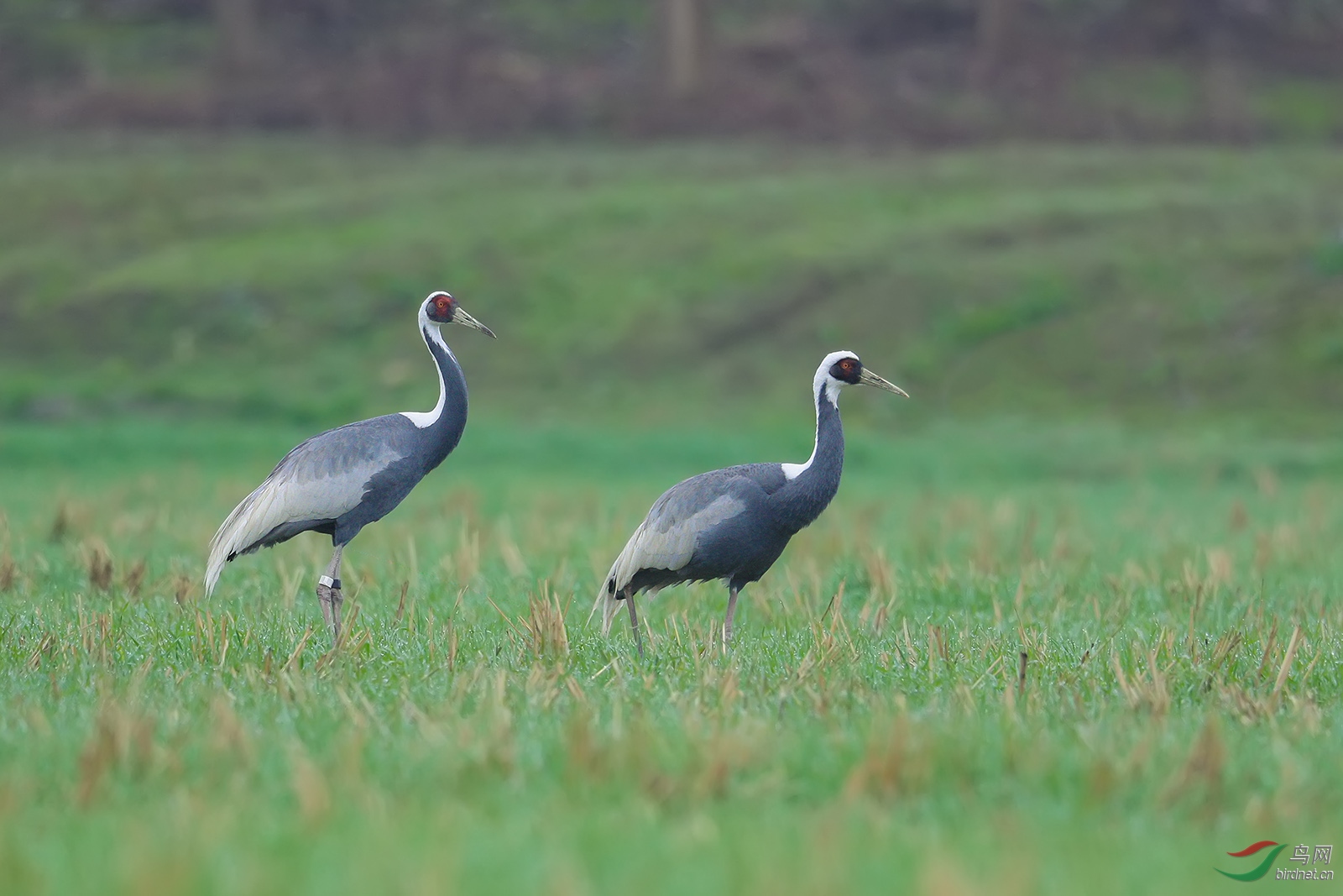 白枕鹤 - 甘肃版 gansu 鸟网