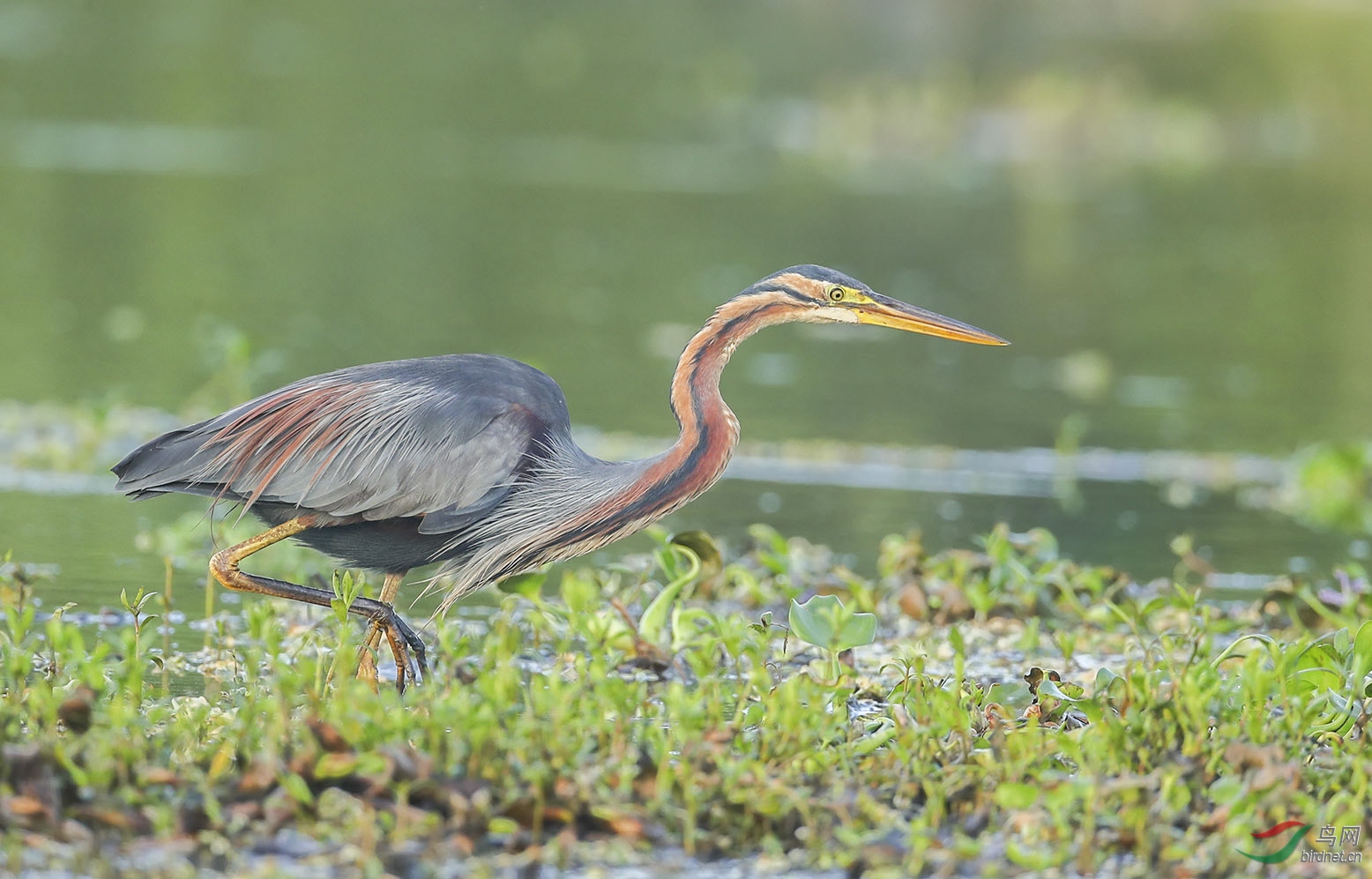 草鹭- 重庆版 chongqing 鸟网