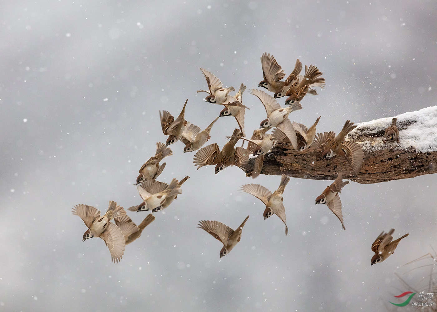 大家别见笑我发一群麻雀
