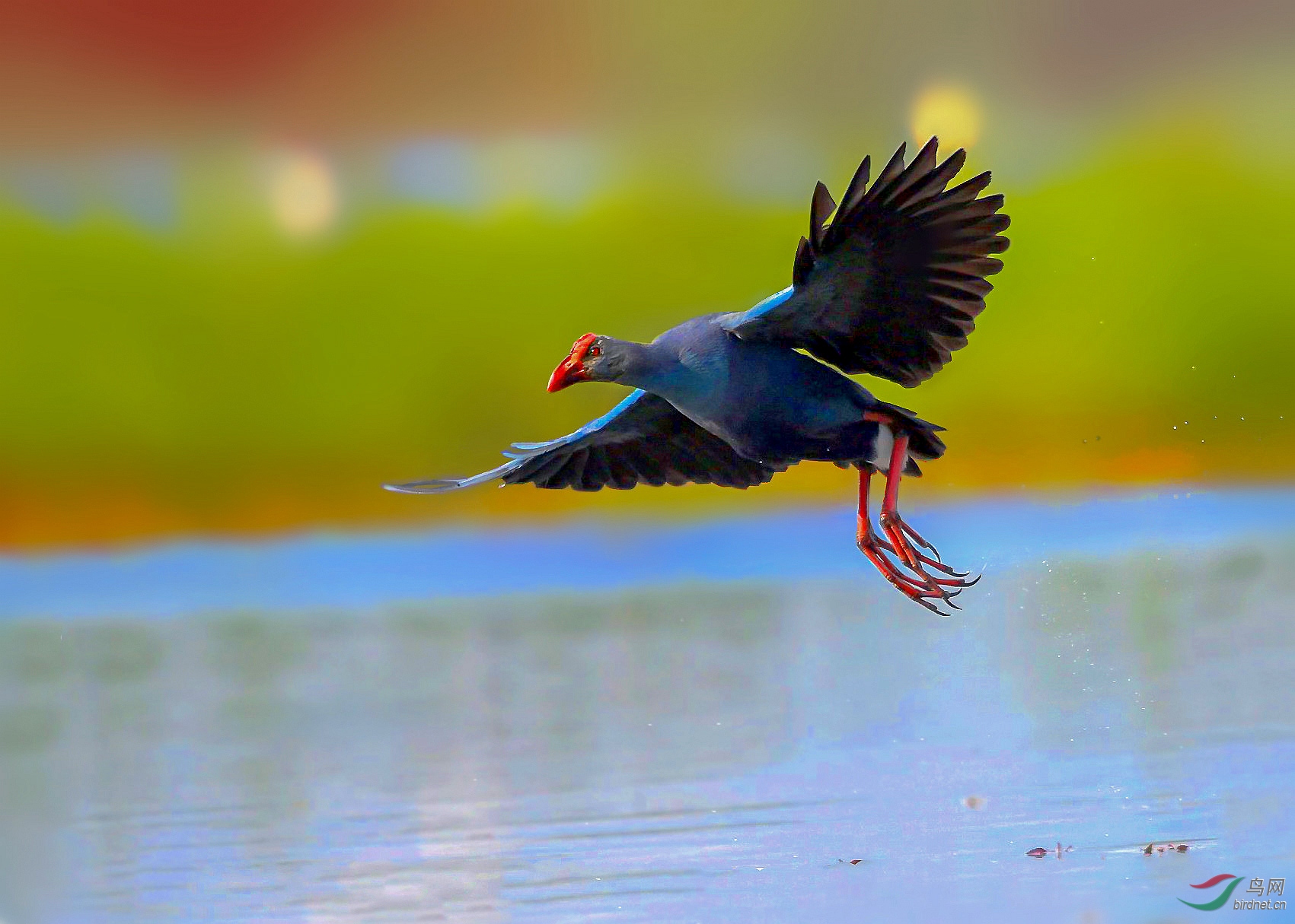 紫水鸡祝贺荣获首页鸟类精华