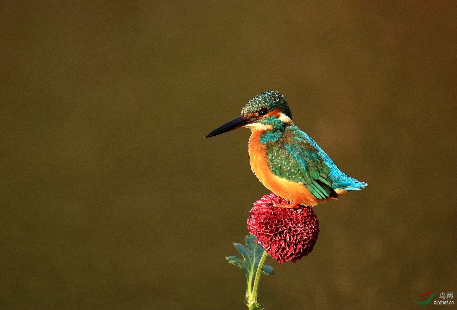 明湖翠鸟 - 艺术创意 鸟网