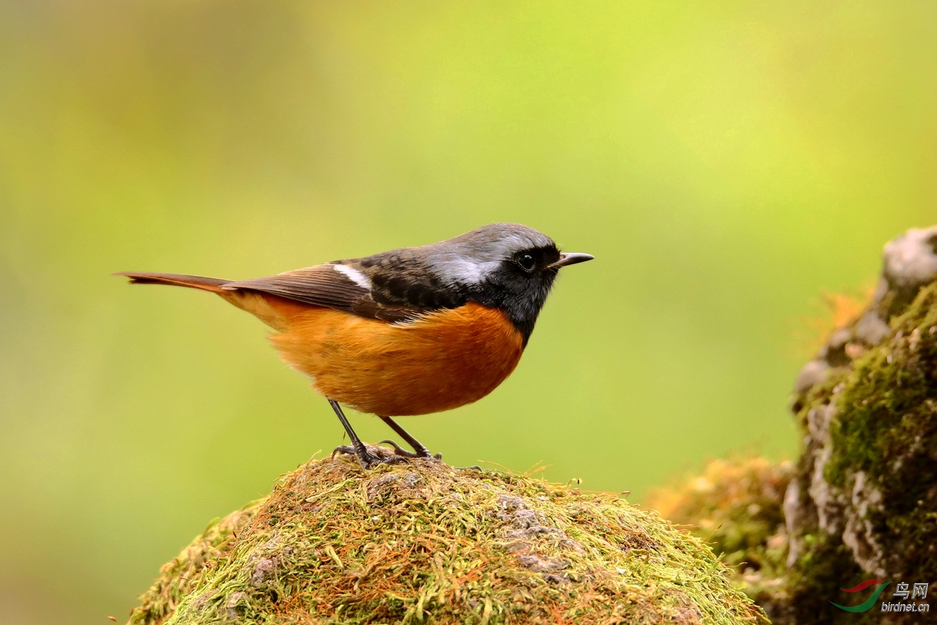 白红尾鸲 - 四川版 sichuan 鸟网