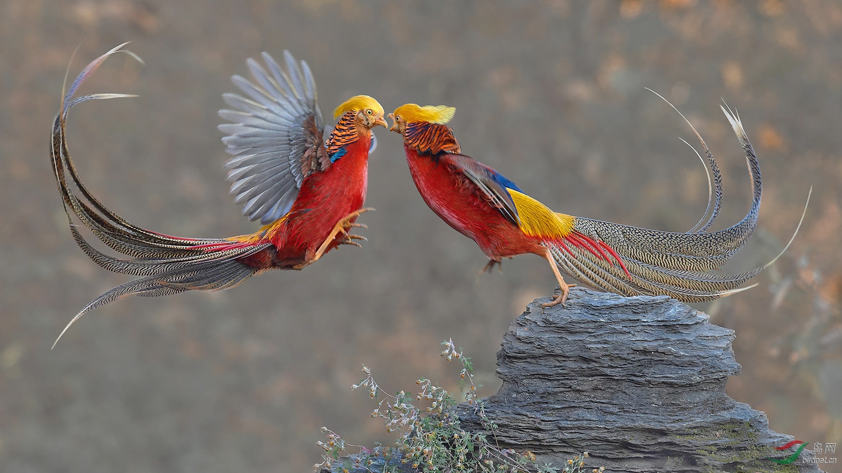 ˫������