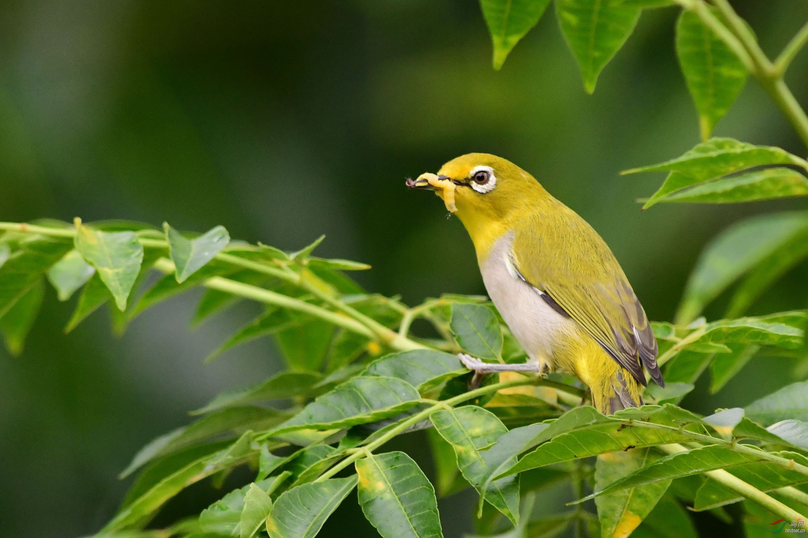 [综合] 清平乐----鸟人宏福万有
