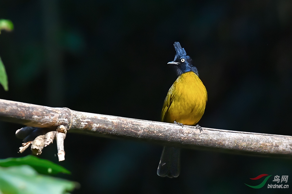 DSC_5815_DxOa.jpg
