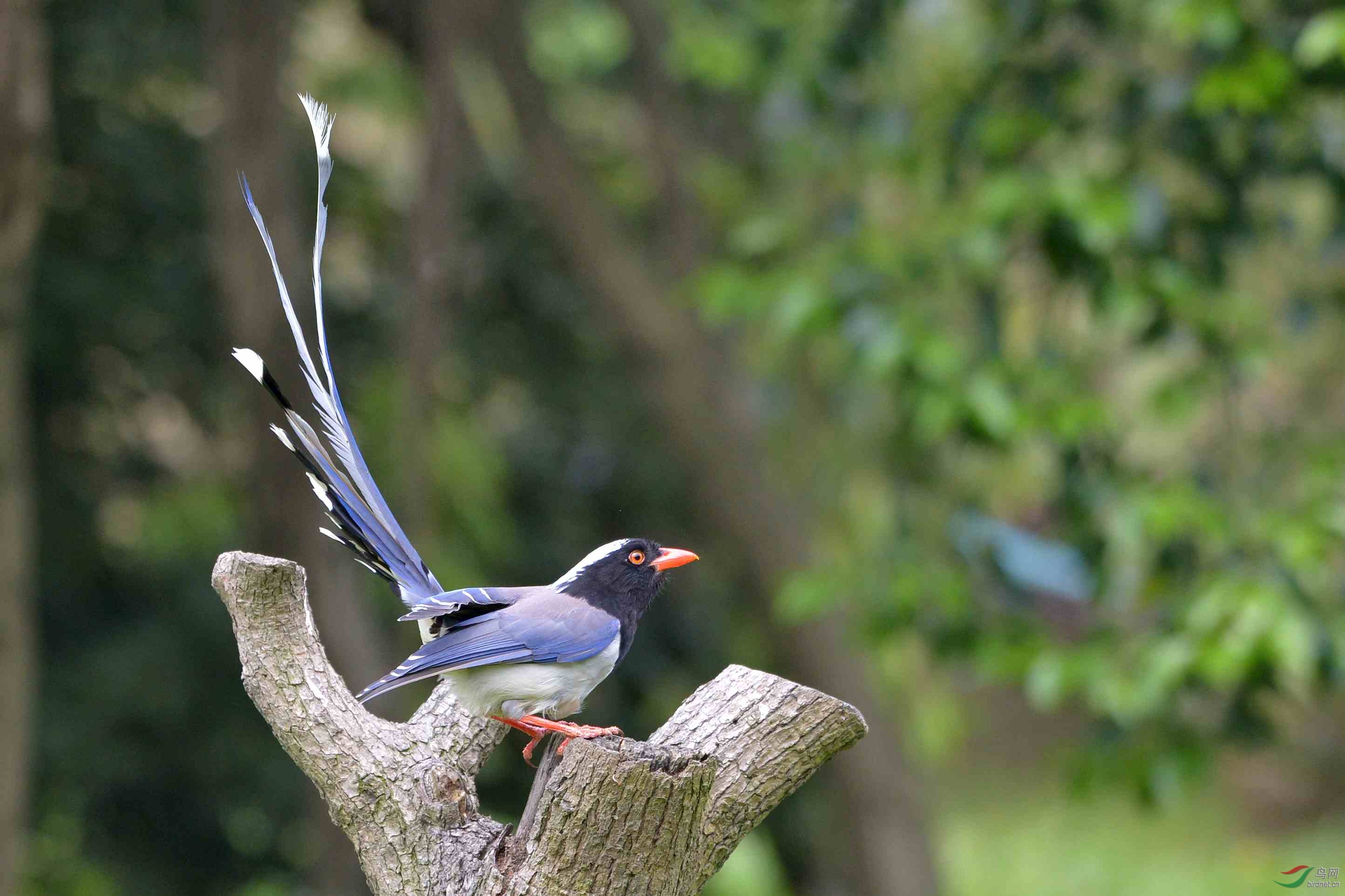 靓丽的喜鹊秀尾羽