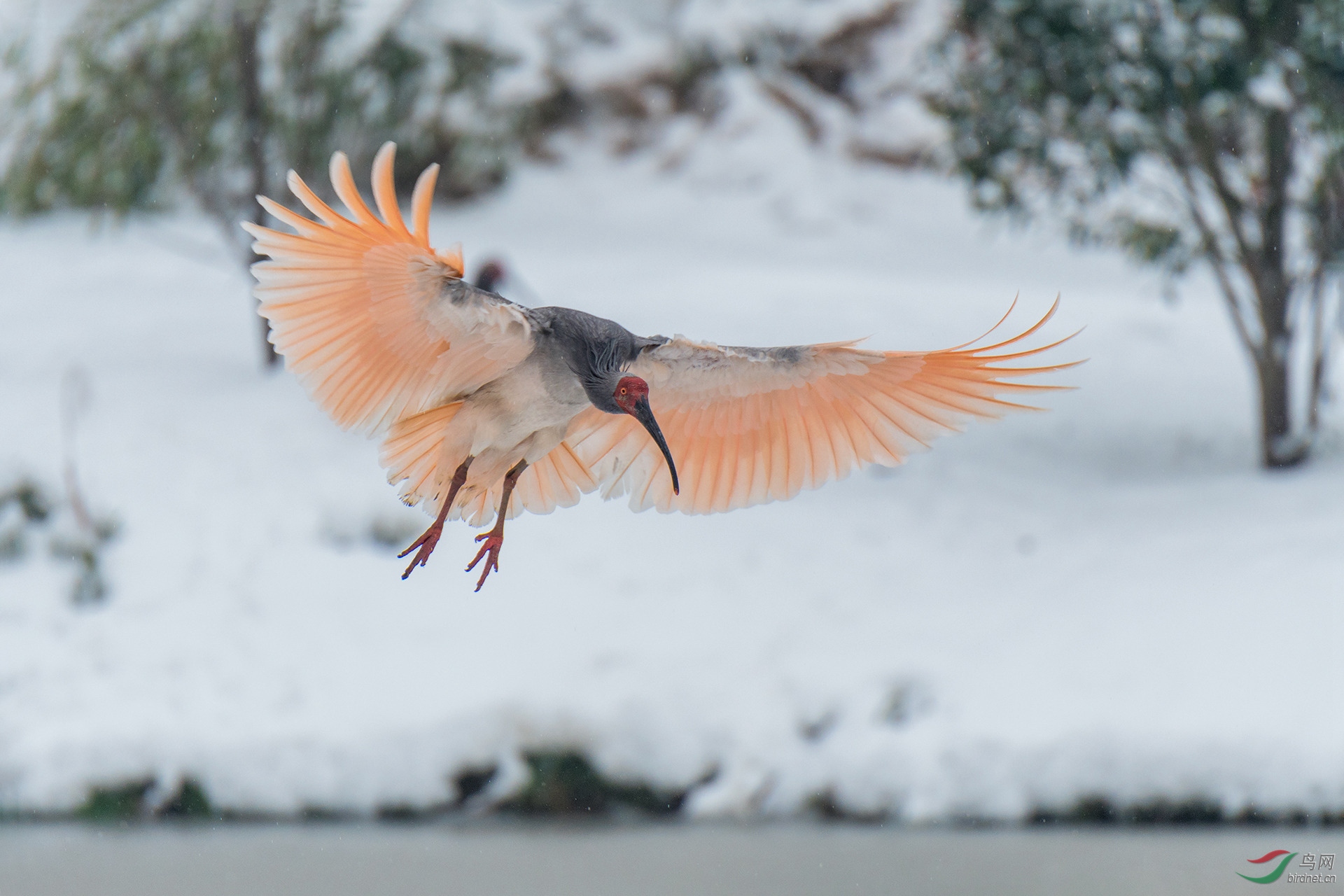 瑞雪朱鹮迎新春 - 尼康专栏 鸟网